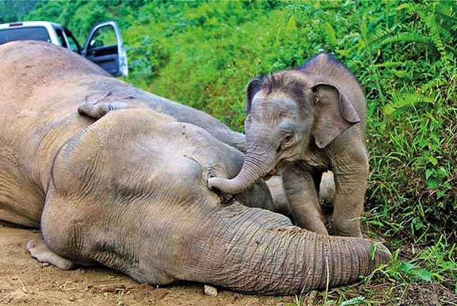 Elephant deaths